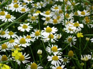 794933_camomile_field.jpg