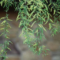 http://www.vitaminsziget.com/upload/altalanos/feherfuzfa_usa.jpg