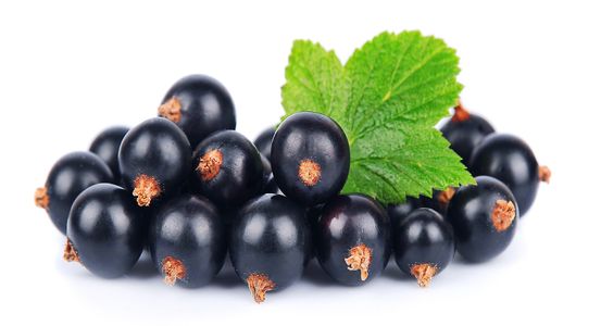 Fekete berkenye – az egészség bogyója - NAPSUGÁR gyümölcslé család